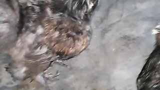 Rtyicvhvb