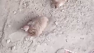 On the ground