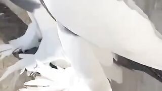 Baloon like