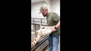 Animal chiropractor faces his biggest challenge - cracking a giraffe's neck