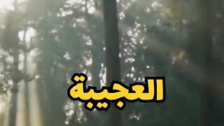 قصة سيدنا سليمان مع الدودة و النملة