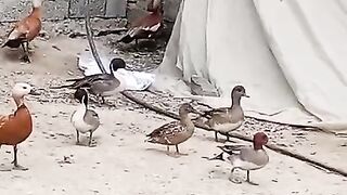 Different birds