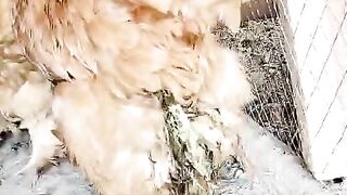 Not Ayam cemani