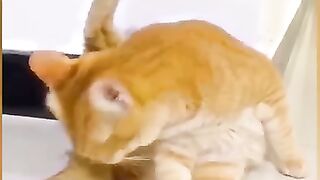 Try not to laugh????❤️