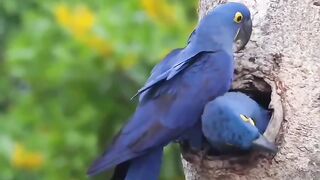 Beautiful birds wildlife nature lovers