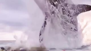 The shark