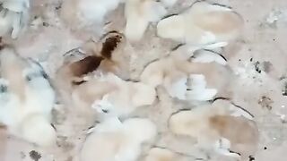 Little chicks