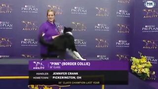 The speed of this dog