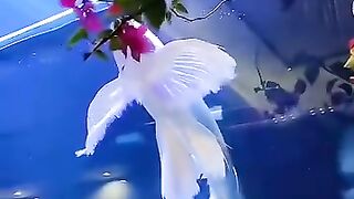 Beautiful Video