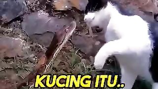 Cat vs snake