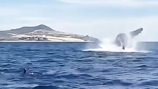 Humpback whale breaches next to swimmers