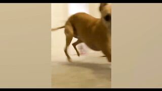 Funny Animals