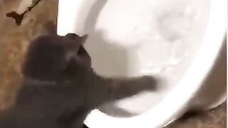 Try not to laugh 2❤️