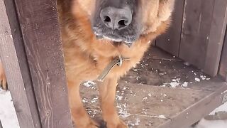 Какая внимательная собака овчарка
