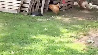 فيديو مضحك لدجاجة  تطارد كلب بالمنشار الكهربائي