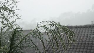 Melody of Raindrops