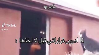 قطط