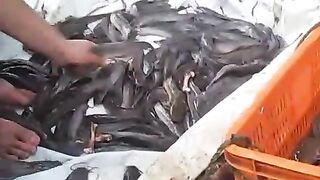 Panen ikan lele