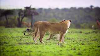 #Lions_friends