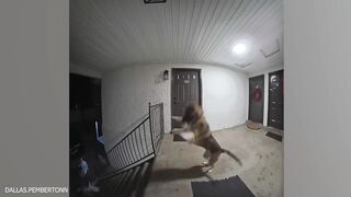 funniest dogs caught on camera please subscribe