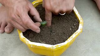 "Grow Cucumbers in Plastic Containers | Lots of Fruit with These Tips! ????"