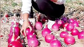 Agriculture in china|Vegetable Farming