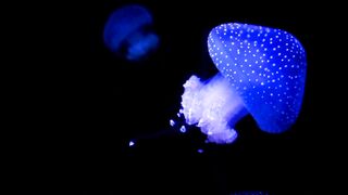 Jaly fish blue color on see very beautiful  video