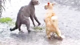 cat fight