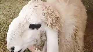Kajla Bakra for sale