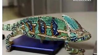 Chameleon changing colour according to different Seagate hard drives