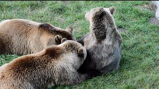 #5Familia_do_urso