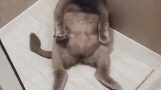 Cat lovers