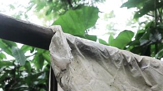Peeking into the Wild Life in the Tropical Rainforest