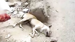 Human love for dogs