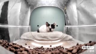 Jr. Polite Kitten is alone!