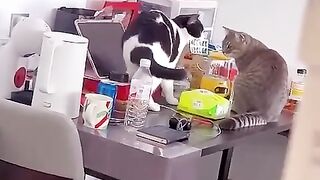 Love their expressions when they are caught out.