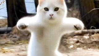 HOW A CAT LEARNT DANCE