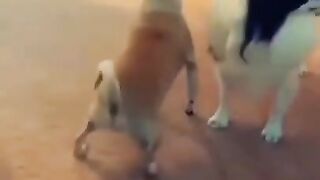 ????????Funny????????Like and Subscribe ???? #best #reels #shorts #funny #dog #dance #epic #fail RB Memes Edit
