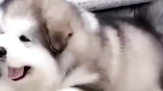 very cute Alaskan malamute puppies