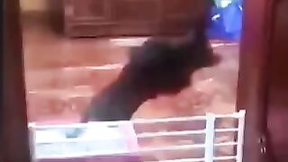 Try not to laugh 5❤️