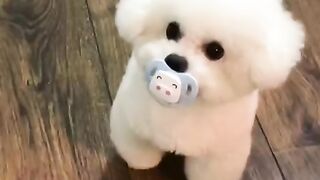 "Pawsitively Adorable: Tiny Doggos Unleash Cuteness Galore!"