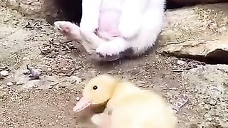 Cute dog and baby duck