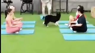 Funny dog