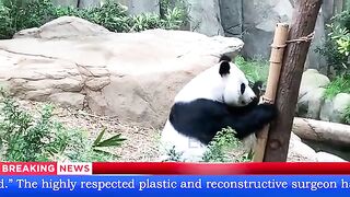 Panda news