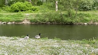 “Nature’s Delight: Serene Journeys and Joyful Explorations”