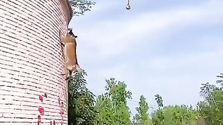 Dog video