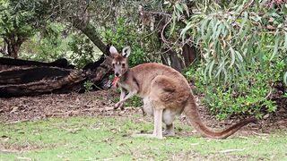kangaroo_ scared