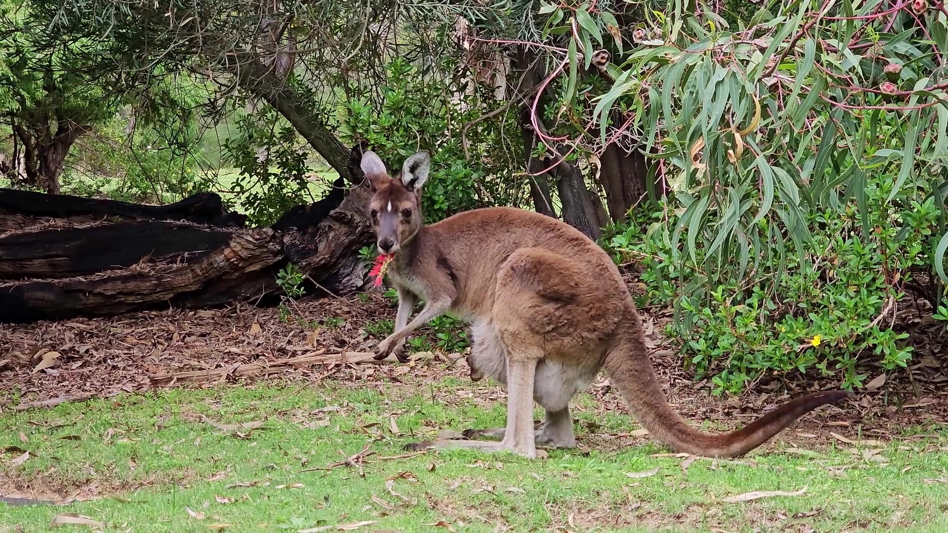 kangaroo-scared-febspot