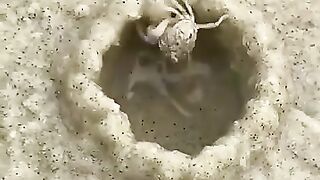 Little crab building an artistic burrow