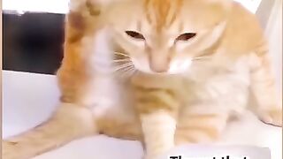 Try not to laugh 8❤️